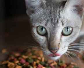 Picture for category Feline