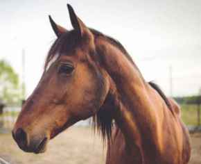 Picture for category Equine