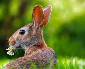 Picture for category Exotic