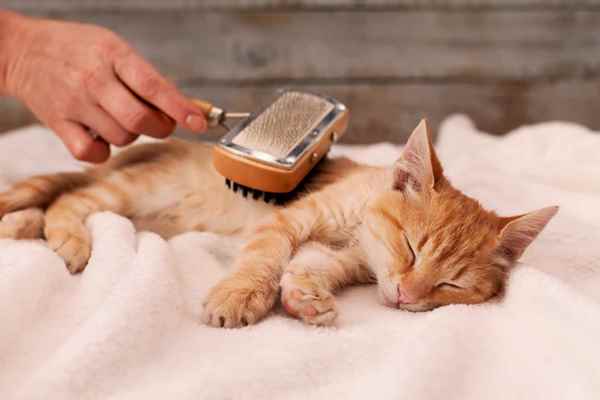 Picture for category Cat Grooming