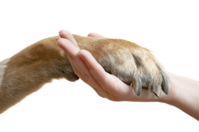 Picture for category Pet Home Health Care