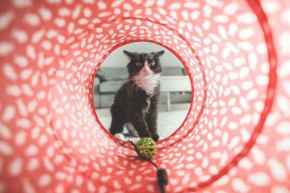 Picture for category Cat Toys