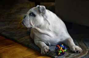Picture for category Dog Toys