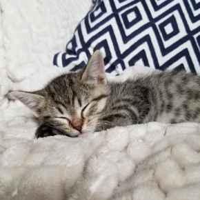 Picture for category Feline