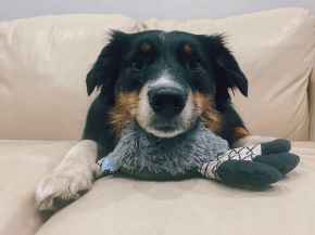 Picture for category Canine