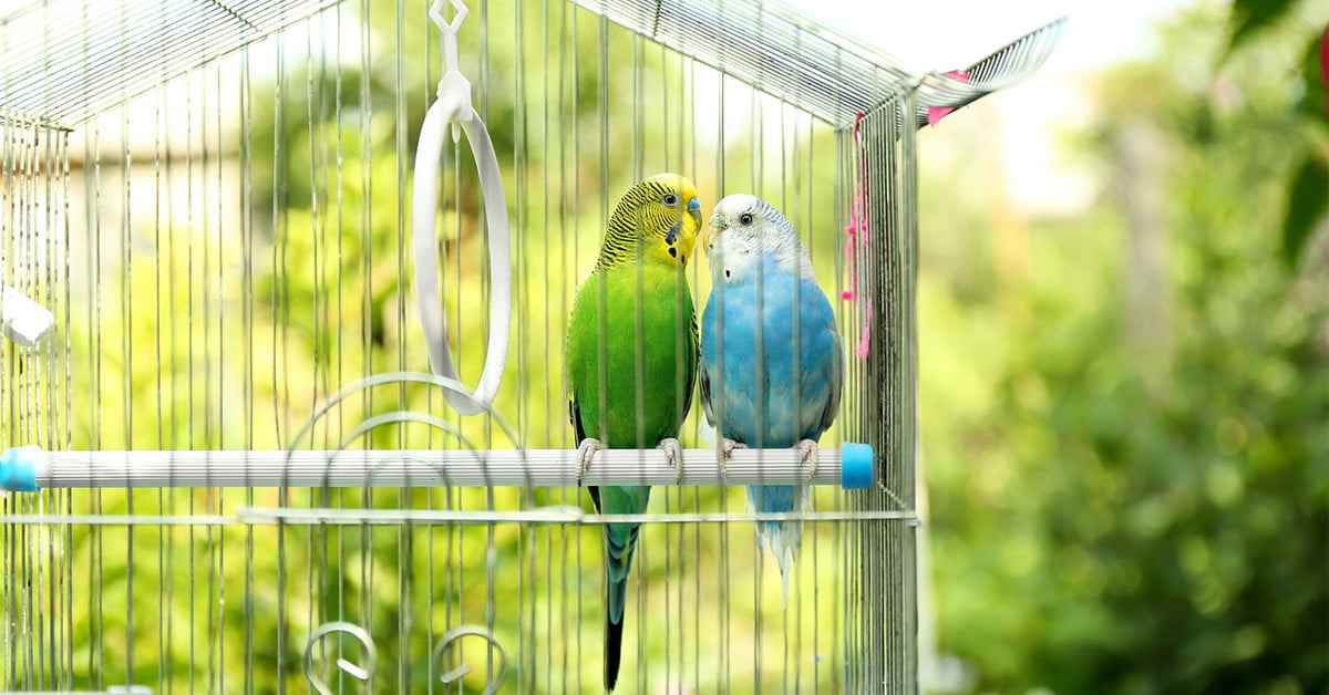 Picture for category Avian Cages