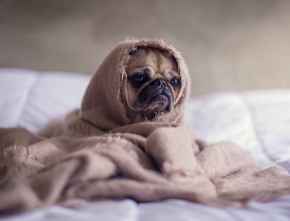 Picture for category Canine Products