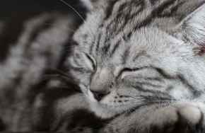 Picture for category Cat Food