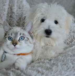 Picture for category Pet Food