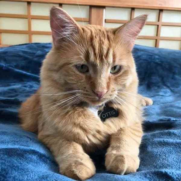 Picture for category Feline