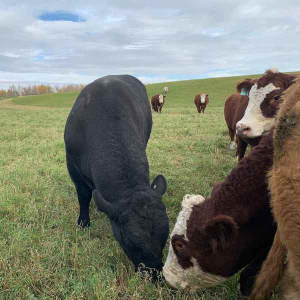 Picture for category Bovine Products