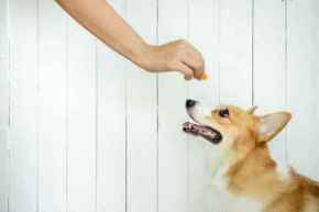 Picture for category Treats