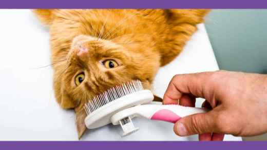 Picture for category Grooming Supplies