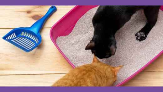 Picture for category Cat Litter & Accessories