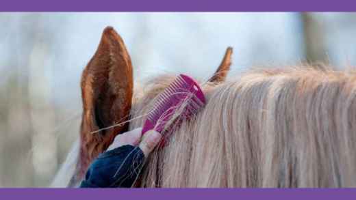 Picture for category Hoof & Grooming Supplies