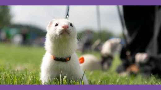 Picture for category Ferret