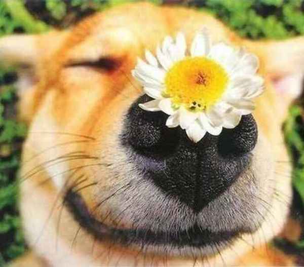 Pembina Veterinary Hospital. Pembina Veterinary Hospital