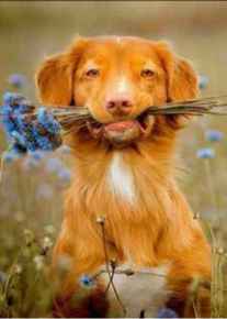 Picture for category Canine ... Lets Talk DOG Essentials