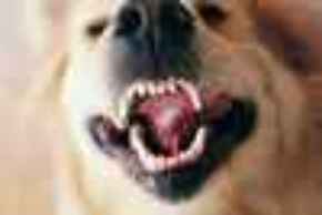 Picture for category Dental. My! What Pretty Teeth You Have!