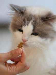 Picture for category Cat Food