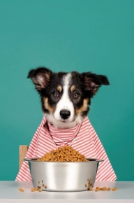 Picture for category Dog Food