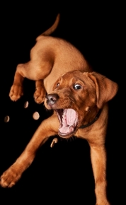 Picture for category Dog Treats