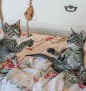 Picture for category NEW ITEMS!!!