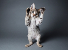 Picture for category Cat Treats