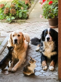 Picture for category Dietary Supplements