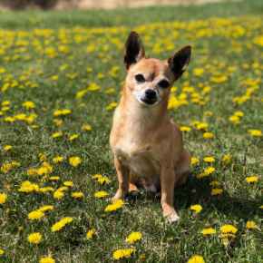 Picture for category Canine
