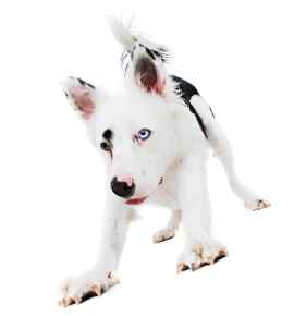 Picture for category Canine