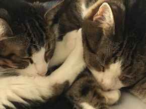 Picture for category Feline