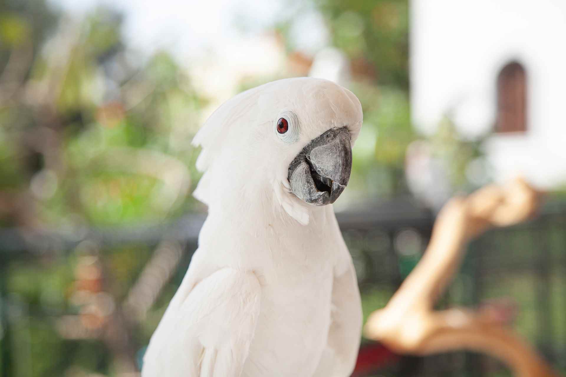 Picture for category Avian