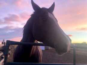 Picture for category Equine