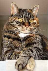 Picture for category Cat Food