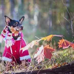 Picture for category Chilly Season Toys