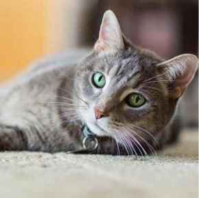 Picture for category Cats