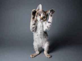 Picture for category Cat Treats