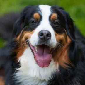 Picture for category Dog Supplies