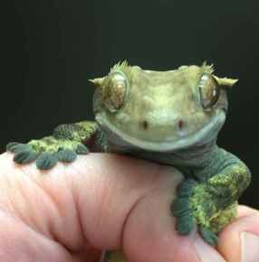 Picture for category Reptile