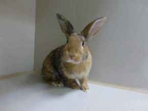 Picture for category Mammals