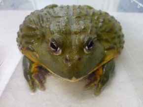 Picture for category Other Exotics