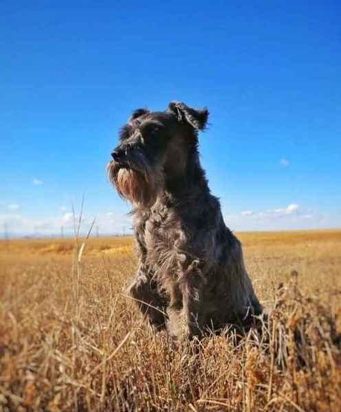Show products in category Dog Food Picture for category Dog Food