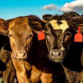 Picture for category Cattle Products