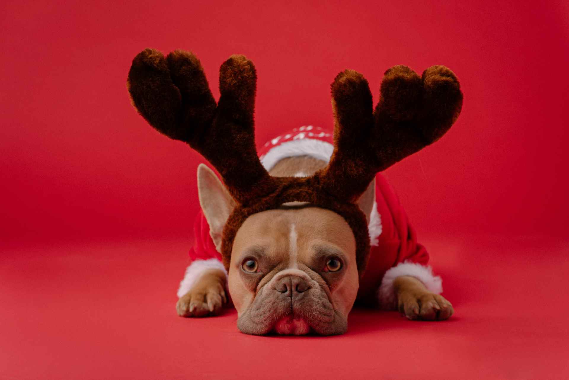 Picture for category Dog Holiday Products