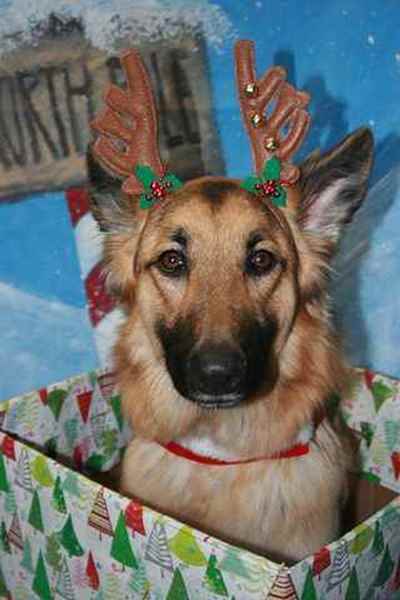 Picture for category Dog Christmas Treats and Toys