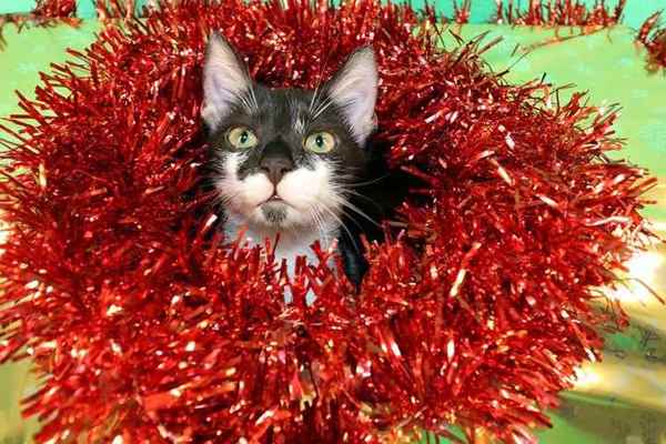 Picture for category Cats Christmas Treats and Toys