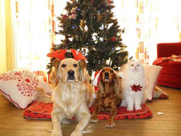 Picture for category Christmas Apparel for Dogs and Cats