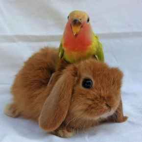 Picture for category Exotic