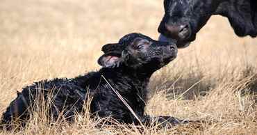 Picture for category Calving Supplies